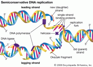 dna replication diagram